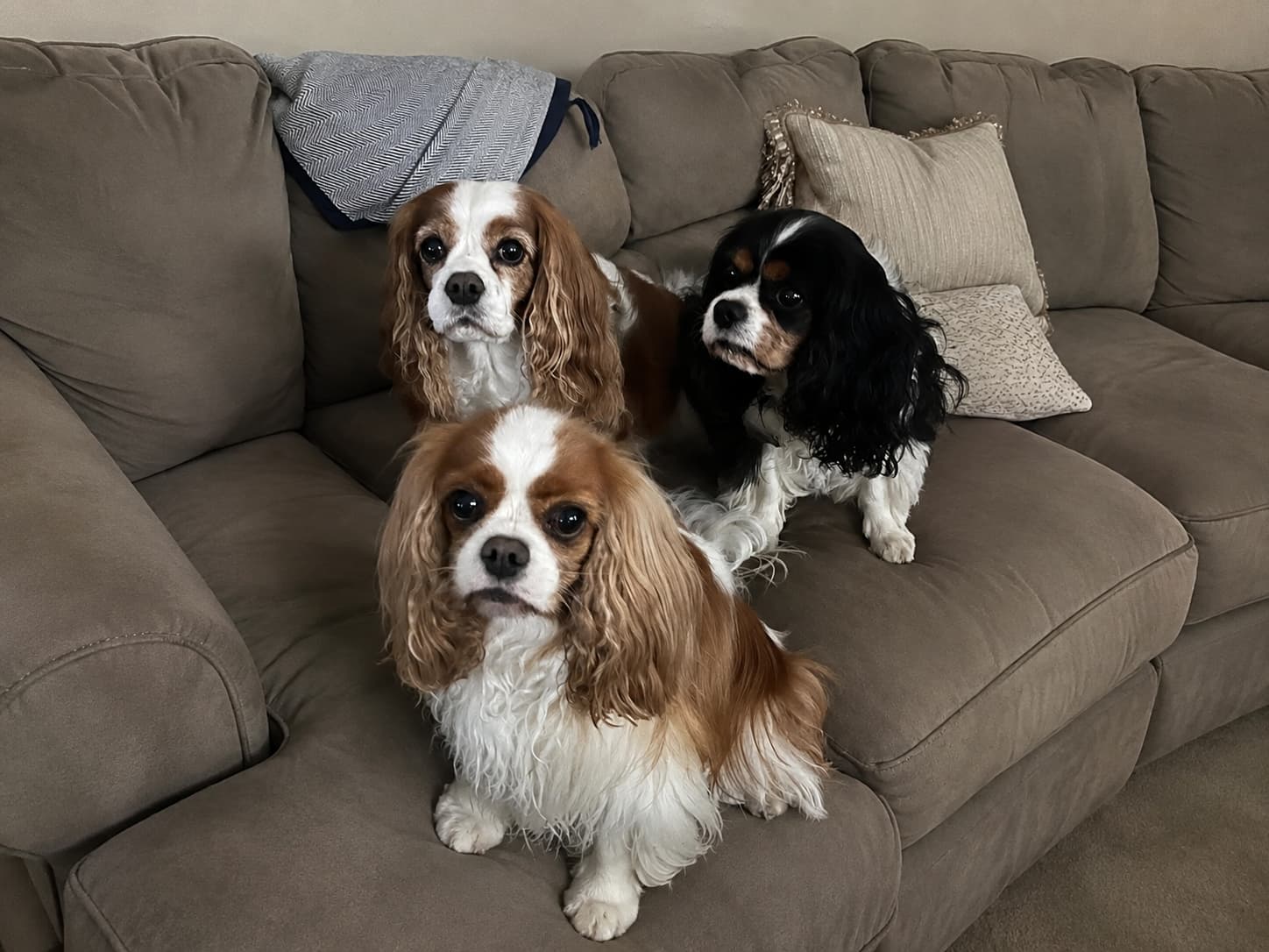 britan with his sisters noemi and chancey